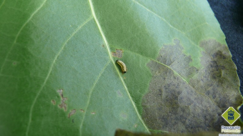 Larva.jpg